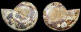 Cut & Polished, Agatized Ammonite Fossil - Jurassic #53840-1